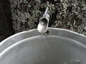 Close-up of maple sap tap and bucket collecting sap from a tree in Québec, Canada.