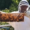 Bee's Nest Farm Stand 72 Blue Rd. Providence Bay
